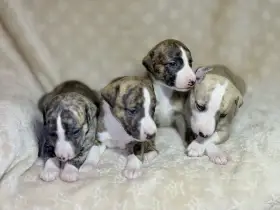 Whippet male FCI
