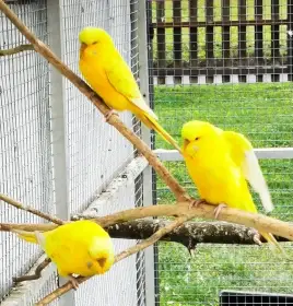 Andulka vlnkovaná 2025 po výstavních rodičích