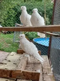  Kudrnáč bílý chocholatý – Prodej