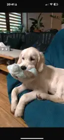 Fenka s PP 5měsíců