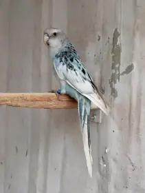 Rosela pestrá modrá, černá, zlatá