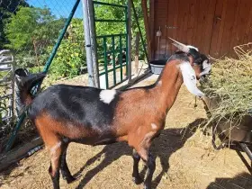 Prodám 100 % an kozičku s pop