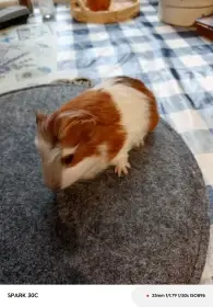 Prodám dva bratry s VP