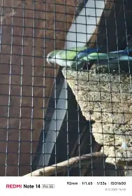 Mníšek, rosela, horský