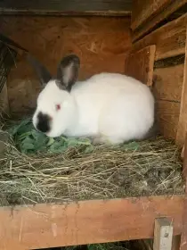 Králíci s rodokmenem