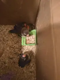 Agapornys škraboška