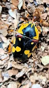 Nabídka larev zlatohlávků Faunatrhy Ostrava 14.12.2025