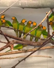 Aratingy hnědohrdlé