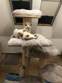 Prodám koťátka plemene Thajská kočka s průkazem původu