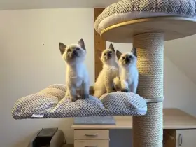 Caesar, Cassiopeia, Columba