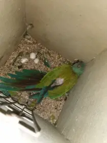 Ara Coloni 2014r Para