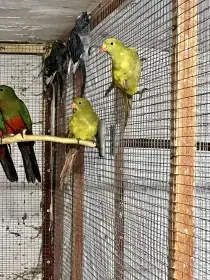 Papoušek horský pastel 2025