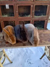 Slovenský Pastelový Rex