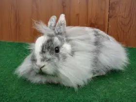 Zakrslý rhönský sameček s teddy genem