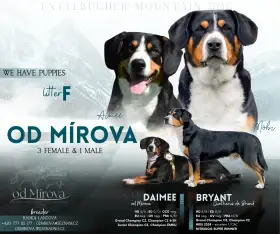 Entlebušský salašnický pes