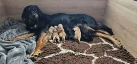 Štěňátka Hovawarta s PP