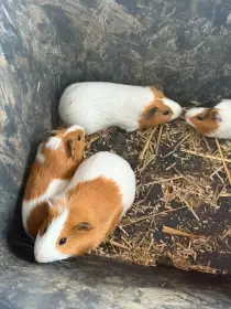 Daruji do dobrých rukou samice morčat