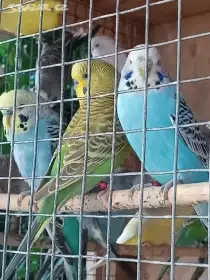 Andulka vlnkovaná - okroužkované