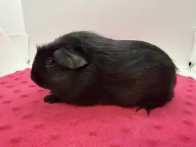 Morče crested samečci černí s PP