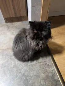 Černý perský kocourek