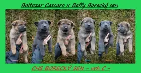 Německý ovčák s PP - štěňátka