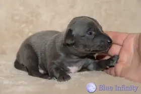 Štěňátka italského chrtíka