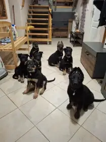 Štěňata typu německý ovčák