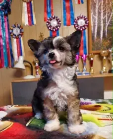 Nádherné štěňátko labutěnky