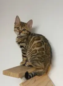 Bengálská kočička s PP