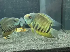 Nabízím mladé kančíky červenooké