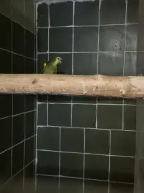 Prodám amazoňana modročelého