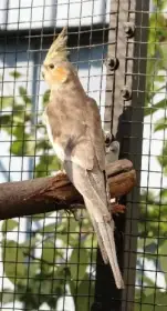 Korela chocholatá - samice