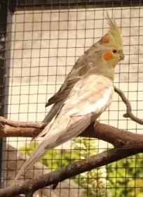 Korela chocholatá - samice