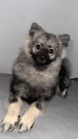 Německý špic malý s PP FCI