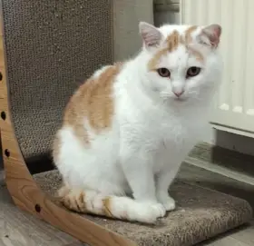 Kočička Růženka hledá nový domov