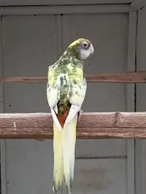 Rosela černá straka, modrá straka