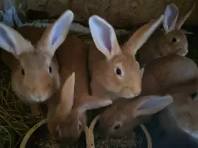 Burgundský králík