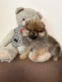 Štěňata pomeraniana s PP FCI