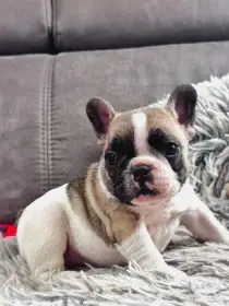 Štěňátka Francouzských buldočků