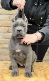 Cane Corso štěňata na prodej