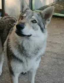 Československý vlčák