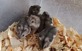 Křečík džungarský