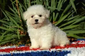 Bišonek Frisé s PP