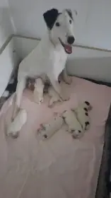 Foxteriér hladkosrstý