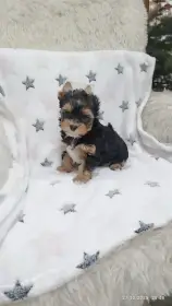 Jorkšírský teriér spaltbiewer s průkazem původu