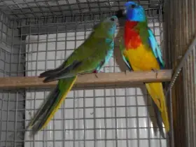 Neoféma modrohlavá