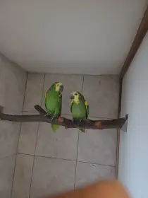 Amazoňan modročely