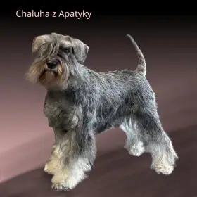 matka - Chaluha z Apatyky