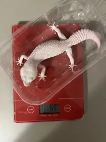 Prodám Gekončíka nočního