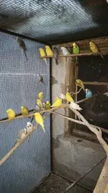 Prodám andulky 2025